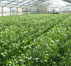 Bild von aktuellen Schnittblumen